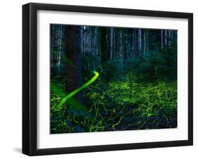 Luminous, glowing light tracks from male Fireflies, Germany-Konrad Wothe-Framed Photographic Print