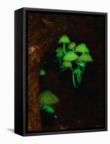 Luminous Mushrooms-null-Framed Stretched Canvas