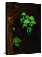 Luminous Mushrooms-null-Stretched Canvas