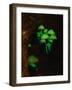 Luminous Mushrooms-null-Framed Premium Photographic Print