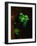 Luminous Mushrooms-null-Framed Premium Photographic Print