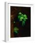 Luminous Mushrooms-null-Framed Premium Photographic Print