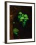 Luminous Mushrooms-null-Framed Photographic Print