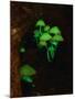 Luminous Mushrooms-null-Mounted Photographic Print