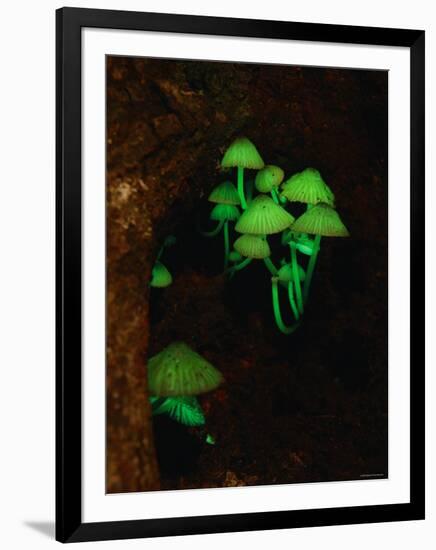 Luminous Mushrooms-null-Framed Photographic Print