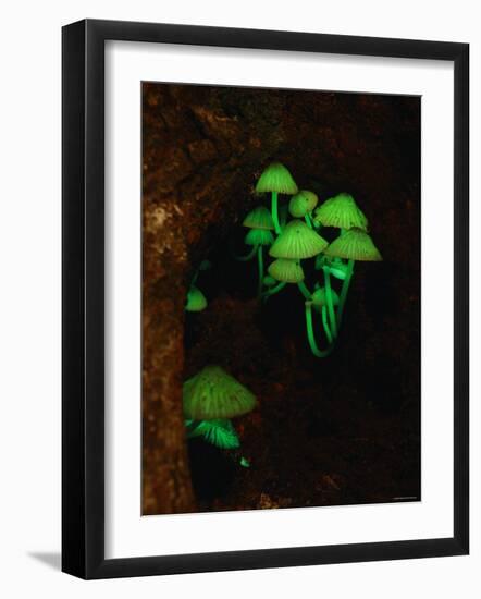 Luminous Mushrooms-null-Framed Photographic Print