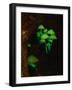 Luminous Mushrooms-null-Framed Photographic Print