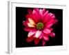 Luminous Red Daisy-George Oze-Framed Photographic Print