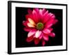 Luminous Red Daisy-George Oze-Framed Photographic Print