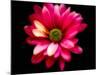 Luminous Red Daisy-George Oze-Mounted Photographic Print