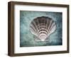 Luminous Scallop Shell-George Oze-Framed Photographic Print