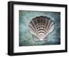 Luminous Scallop Shell-George Oze-Framed Photographic Print