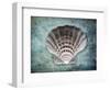 Luminous Scallop Shell-George Oze-Framed Photographic Print