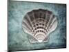 Luminous Scallop Shell-George Oze-Mounted Photographic Print