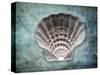 Luminous Scallop Shell-George Oze-Stretched Canvas