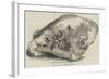 Lump of Gold from California, Value £500-null-Framed Giclee Print