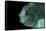 Lumpsucker (Cyclopterus Lumpus) Deepsea, 2392M, Barents Sea, Northern Europe-David Shale-Framed Stretched Canvas