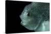 Lumpsucker (Cyclopterus Lumpus) Deepsea, 2392M, Barents Sea, Northern Europe-David Shale-Stretched Canvas