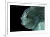 Lumpsucker (Cyclopterus Lumpus) Deepsea, 2392M, Barents Sea, Northern Europe-David Shale-Framed Photographic Print