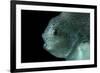 Lumpsucker (Cyclopterus Lumpus) Deepsea, 2392M, Barents Sea, Northern Europe-David Shale-Framed Photographic Print