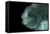 Lumpsucker (Cyclopterus Lumpus) Deepsea, 2392M, Barents Sea, Northern Europe-David Shale-Framed Stretched Canvas