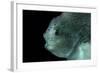 Lumpsucker (Cyclopterus Lumpus) Deepsea, 2392M, Barents Sea, Northern Europe-David Shale-Framed Photographic Print