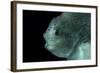 Lumpsucker (Cyclopterus Lumpus) Deepsea, 2392M, Barents Sea, Northern Europe-David Shale-Framed Photographic Print