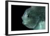 Lumpsucker (Cyclopterus Lumpus) Deepsea, 2392M, Barents Sea, Northern Europe-David Shale-Framed Photographic Print