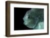 Lumpsucker (Cyclopterus Lumpus) Deepsea, 2392M, Barents Sea, Northern Europe-David Shale-Framed Photographic Print