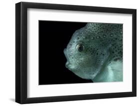 Lumpsucker (Cyclopterus Lumpus) Deepsea, 2392M, Barents Sea, Northern Europe-David Shale-Framed Photographic Print