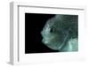 Lumpsucker (Cyclopterus Lumpus) Deepsea, 2392M, Barents Sea, Northern Europe-David Shale-Framed Photographic Print