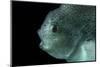 Lumpsucker (Cyclopterus Lumpus) Deepsea, 2392M, Barents Sea, Northern Europe-David Shale-Mounted Photographic Print