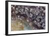 Luna Agate, Mexico-Darrell Gulin-Framed Photographic Print