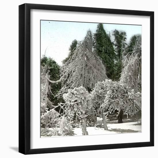 Luna Island (United States), Near the Niagara River, Snow-Covered Forest-Leon, Levy et Fils-Framed Photographic Print