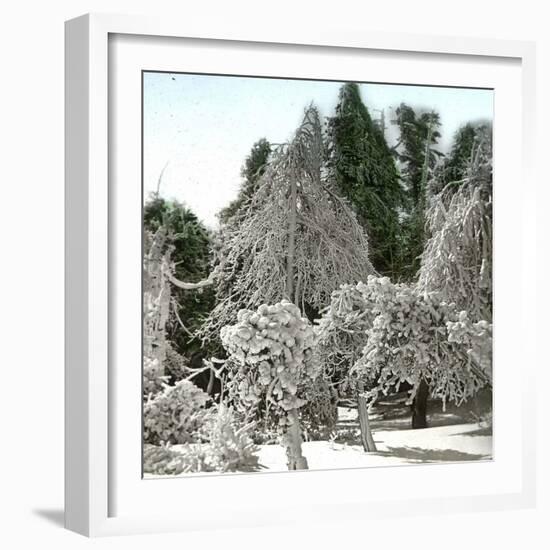 Luna Island (United States), Near the Niagara River, Snow-Covered Forest-Leon, Levy et Fils-Framed Photographic Print