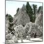 Luna Island (United States), Near the Niagara River, Snow-Covered Forest-Leon, Levy et Fils-Mounted Photographic Print