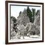 Luna Island (United States), Near the Niagara River, Snow-Covered Forest-Leon, Levy et Fils-Framed Photographic Print