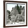 Luna Island (United States), Near the Niagara River, Snow-Covered Forest-Leon, Levy et Fils-Framed Photographic Print