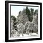 Luna Island (United States), Near the Niagara River, Snow-Covered Forest-Leon, Levy et Fils-Framed Photographic Print