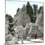 Luna Island (United States), Near the Niagara River, Snow-Covered Forest-Leon, Levy et Fils-Mounted Photographic Print