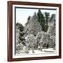 Luna Island (United States), Near the Niagara River, Snow-Covered Forest-Leon, Levy et Fils-Framed Photographic Print