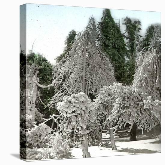 Luna Island (United States), Near the Niagara River, Snow-Covered Forest-Leon, Levy et Fils-Stretched Canvas