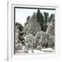 Luna Island (United States), Near the Niagara River, Snow-Covered Forest-Leon, Levy et Fils-Framed Premium Photographic Print