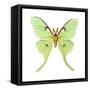 Luna Moth (Actias Luna), Insects-Encyclopaedia Britannica-Framed Stretched Canvas