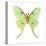 Luna Moth (Actias Luna), Insects-Encyclopaedia Britannica-Stretched Canvas