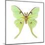 Luna Moth (Actias Luna), Insects-Encyclopaedia Britannica-Mounted Poster