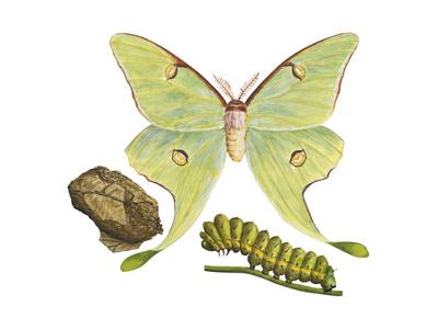 Luna Moth Caterpillar And Pupae Actias Luna Insects Poster Encyclopaedia Britannica Allposters Com