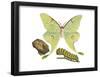 Luna Moth, Caterpillar, and Pupae (Actias Luna), Insects-Encyclopaedia Britannica-Framed Poster