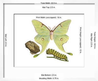 Luna Moth Caterpillar And Pupae Actias Luna Insects Poster Encyclopaedia Britannica Allposters Com