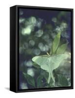 Luna Moth Clings to a Pond Side Chokecherry Tree-Alfred Eisenstaedt-Framed Stretched Canvas